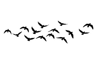 Black Bird Silhouette Flock: Freedom in Flight