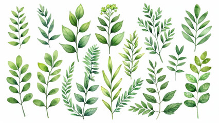 Fototapeta premium A delicate illustration of green leaves created using watercolor techniques