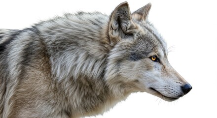 Fototapeta premium Stunning Side Facing Wolf in Minimalist Setting