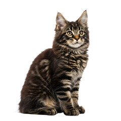 Obraz premium 黒と茶色の縞模様、柔らかな光が輝く子猫。愛らしい瞳、静かに座る姿。