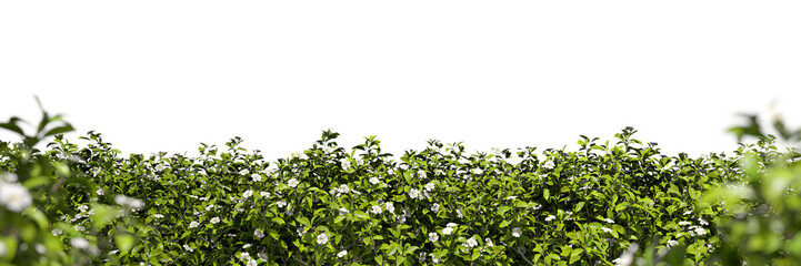 Naturally green verdant fence grow on transparent 3d rendering png