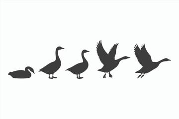 Obraz premium Goose Life Cycle Stages Silhouette Illustration