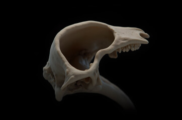 Naklejka premium human bones A white bone is shown on a black background.generative ai