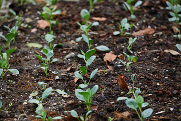 Organic  Kale Seedling Growing in a Mulched Garden