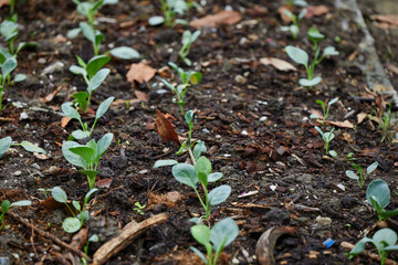 Organic  Kale Seedling Growing in a Mulched Garden