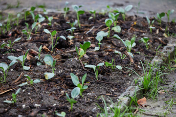 Organic  Kale Seedling Growing in a Mulched Garden