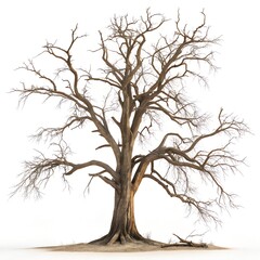 Fototapeta premium Dead Tree Isolated on White – Minimalist Symbol of Decay