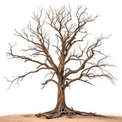Obraz premium Dead Tree Isolated on White – Minimalist Symbol of Decay