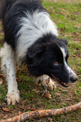 Un simpatico cagnolino al lago della Ninfa, Monte Cimone, provincia di Modena
