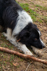Un simpatico cagnolino al lago della Ninfa, Monte Cimone, provincia di Modena