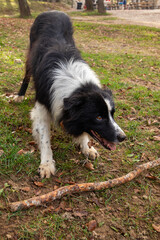 Un simpatico cagnolino al lago della Ninfa, Monte Cimone, provincia di Modena