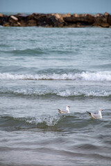 Il lungomare della città di Pesaro, Marche