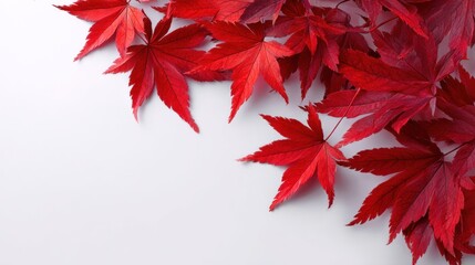 Vibrant Red Maple Leaves on White Background: Autumnal Still Life Photography