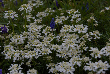 A striking blue flower stands out amid a delicate sea of tiny white blossoms. The bold contrast and...