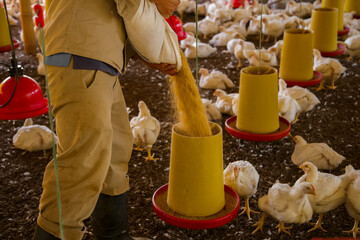 Manual Feeding Process: Farm Worker Refilling Feeders with Poultry Feed in a Broiler Production