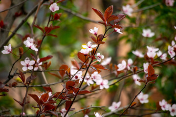 Primi fiori primaverili, Forlì, Emilia Romagna