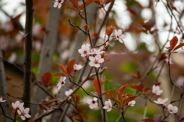 Primi fiori primaverili, Forlì, Emilia Romagna