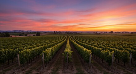 Naklejka premium Captivating Vineyard Landscape Under a Dazzling Sunset with Rows of Lush Grapevines Stretching into the Horizon in a Serene Countryside Setting