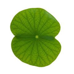 Obraz premium 鮮やかな緑、繊細な葉脈、蓮の葉の美しい構図