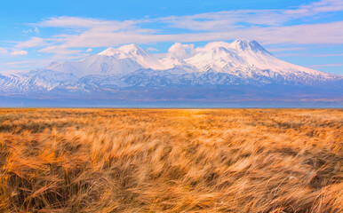Panoromic view of golden wheat field with Volcanic Mountain of Hasan in the background - Aksaray , Turkey