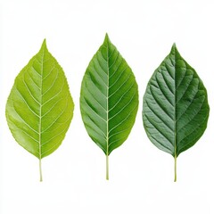 Fototapeta premium Three fresh green leaves in a row, isolated close up view on white background