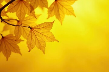 Fototapeta premium Golden autumn leaves of Ginkgo biloba against a sunny yellow backdrop , header, nature, backdrop