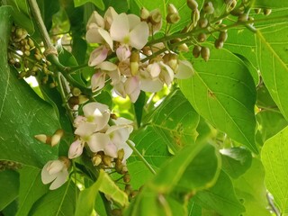 pongamia pinnata flowers or Karanj tree flowers pattern Pongame oiltree flowers pattern background 