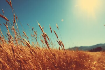Obraz premium Whispers of Summer in a Wheat Field