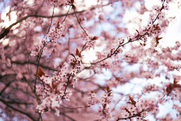 Plum flower and the background blue sky are in Spring season