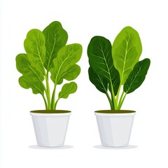 Fototapeta premium Two Green Leafy Plants in White Pots on White Background
