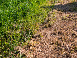 Close-up of a field transition with fresh green grass on the left and dried brown grass on the right, showing contrast in vegetation growth and seasonal change.