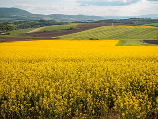 Blooming rapeseed field in the foreground, with green unripe wheat, brown tilled soil, and rolling hills in the background, illustrating diverse agricultural land use.