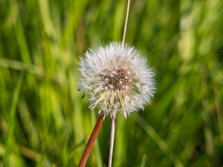 Fototapeta premium Close-up of a dandelion seed head (Taraxacum officinale) against a blurred green grass background. Common wild plant in meadows and lawns, important for pollinators.