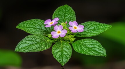 Vibrant Purple Flowers and Lush Green Leaves Close up