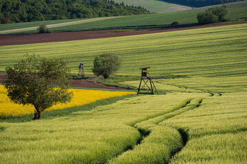 Two hunting stands between green grain fields and plowed soil. Typical spring landscape used for food crops and game hunting. Soft light highlights textures of cultivated farmland.
