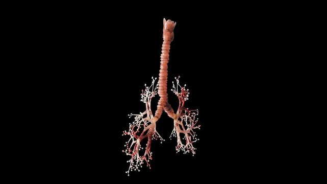 Human Lung Structure Display