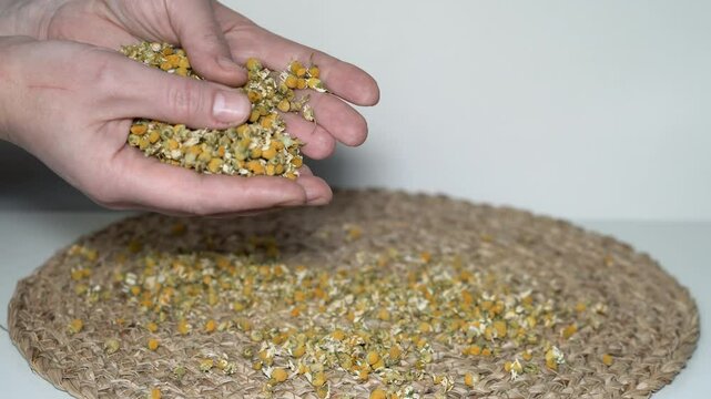 Close-up of female hands holding dried German chamomile flowers. White and beige background. Natural herbal remedy, organic skincare, wellness and calming tea concept.