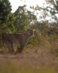 Leopard in the grass