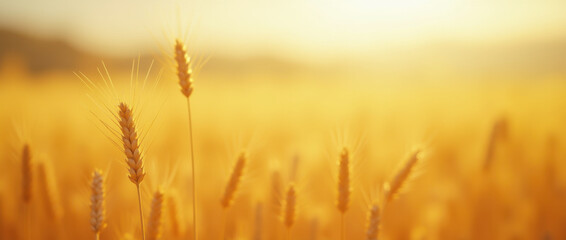 Fototapeta premium Close-up of golden wheat on sunny day.