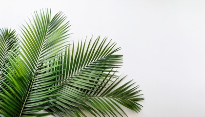 Obraz premium tropical palm tree leaves isolated on white background green fronds with white background download