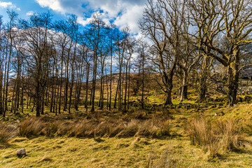 A view of the tree lined north shore of lake Tryweryn near Bala, Wales in springtime