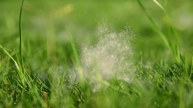 Plant Catkins on the grass. Plant flocculent filaments. The seeds of Silk floss tree. 