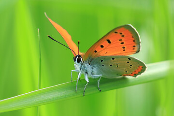 Large Copper, Lycaena dispar, beautiful red butterfly