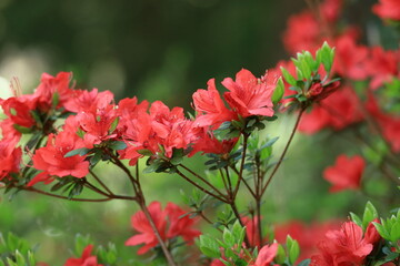 Obraz premium 咲き誇る情熱の花