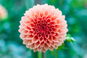 緑の背景に浮かぶピンクの球状ダリアのマクロ撮影