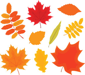 set of autumn leaves, collection of beautiful colorful leaves vector, set of maple leaf leaves, design illustration of leaves