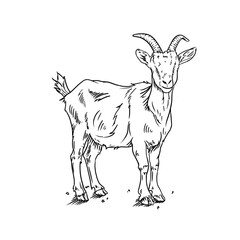 Goat Hand Drawn Illustration Vector