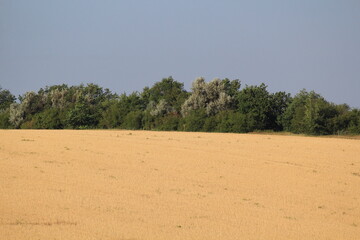 wheat fields in southern Russia in midsummer