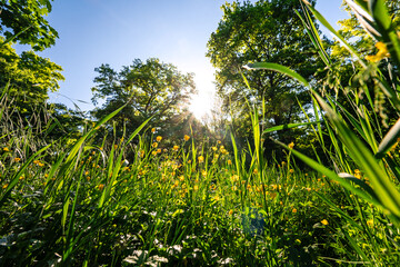Grass and buttercup flowers on a sunny meadow in the deciduous forest in spring