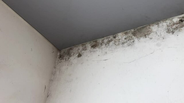 Water damage black causing mold growth on the interior walls of the property and in the attic